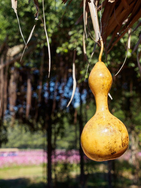 地葫芦的功效和作用是什么，地葫芦怎么做好吃