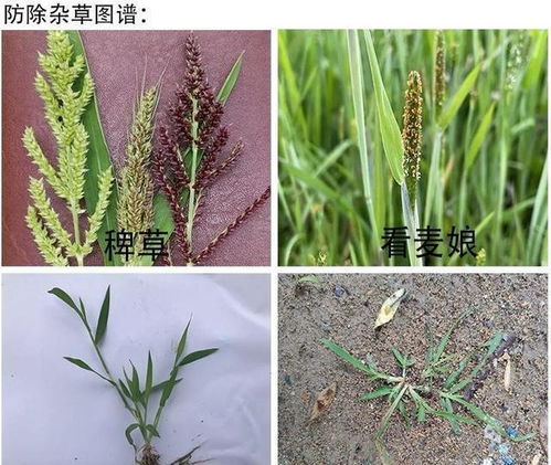 游草用什么除草剂