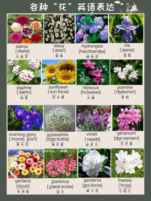 花的英语怎么写单词，花的英语flower