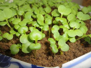 观察一种植物写几句话