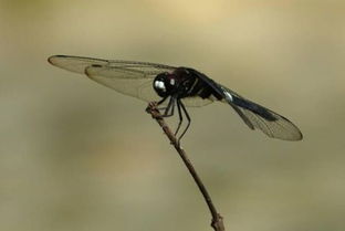 蜻蜓的蜻还能组什么词语两字，蜻蜓的蜻还能组什么词语呢