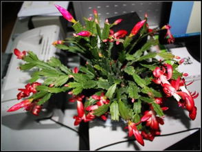 蟹爪兰的寓意是什么，蟹爪兰的寓意好吗