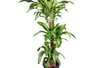 观察一种植物作文300字三年级，观察一种植物的生长过程