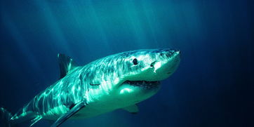 鲨鱼属于什么动物?