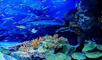 阿凡达2电影海报图片-《阿凡达2》发布IMAX海报,梦幻海底世界亮相