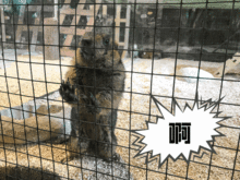 昼伏夜出的动物叫做什么，昼伏夜出动物有哪些