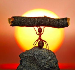 一只惊天动地的虫子批注怎么写，一只惊天动地的虫子主要内容