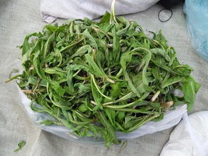 败酱草的用法用量,败酱草的功效与作用及禁忌