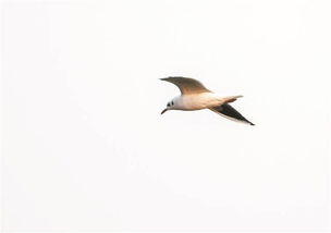 渚清沙白鸟飞回的渚是什么意思，渚清沙白鸟飞回什么意思