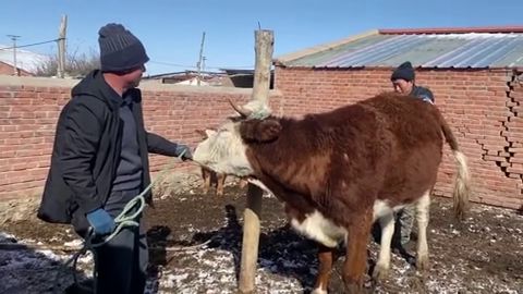 配牛是怎么配的过程