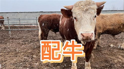 配牛仔裙的上衣，配牛图片