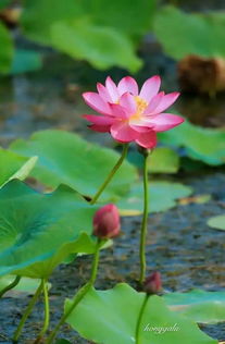 妖童媛女,荡舟心许,艗首徐回,兼传羽杯翻译，妖童媛女的读音人教版