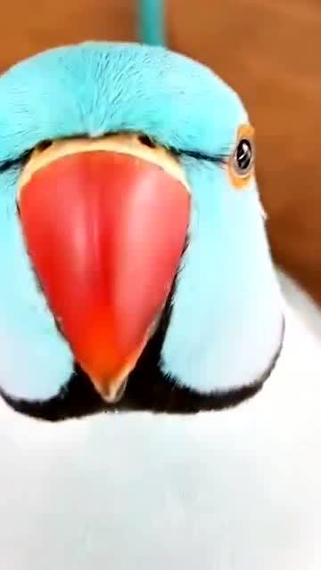 鹦鹉的拼音和意思，玄凤鹦鹉的拼音