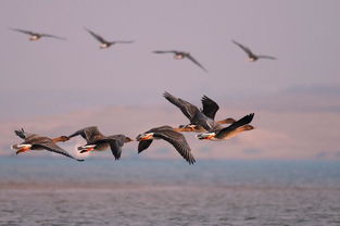 雁子和燕子有什么区别，雁子诗歌基督教歌谱大全
