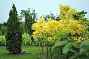 绿树成荫的意思怎么是什么，绿树成荫的意思用具体情景表现出来