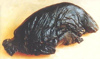 oplum是什么香水??中文意思是什么??