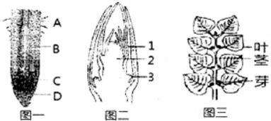 导管和筛管的示意图，导管和筛管属于什么组织