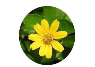 蟛蜞菊的图片，蟛蜞菊别名