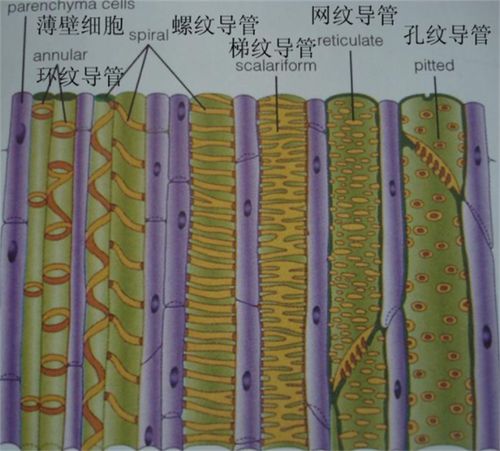 筛管和导管有什么区别?