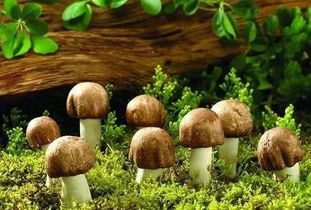 蘑菇的英语怎么读mushroom，蘑菇的英语怎么念