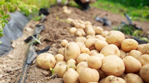 土豆翻译成英文怎么写