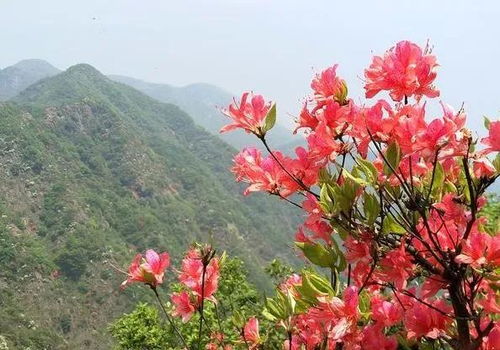 五月的鲜花原版歌词谁知道,,急急急大神们帮帮忙