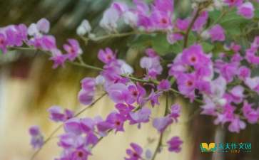 开在记忆深处的花作文精选5篇