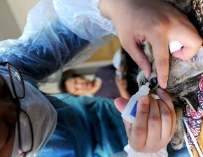 猫做绝育手术前后注意事项