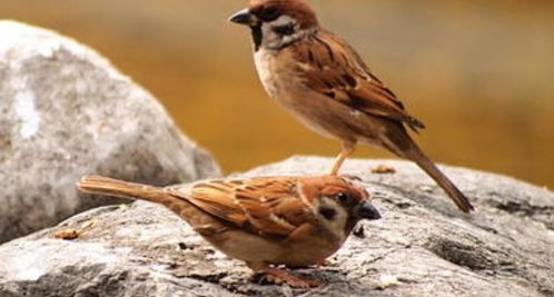 成语一石二鸟的意思