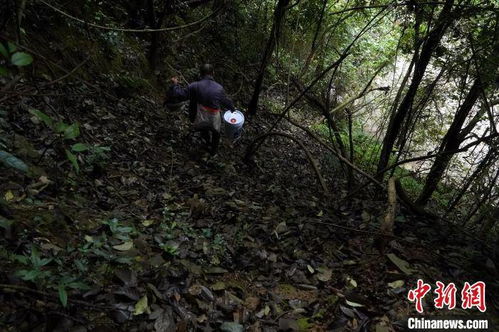 跋山涉水的拼音