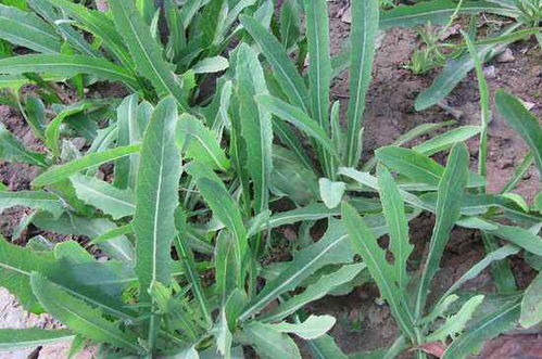 败酱草治疗前列腺炎，败酱草对肾脏的危害