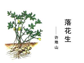落花生的作者是谁