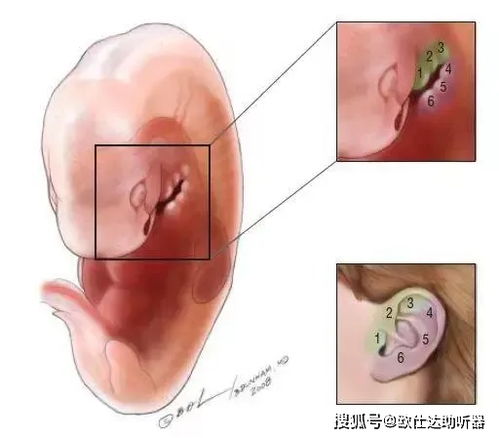 左边一个耳字右边一个舌字是什么字`?