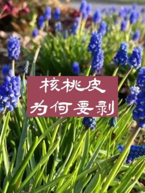 京都大学，颃颡怎么读音