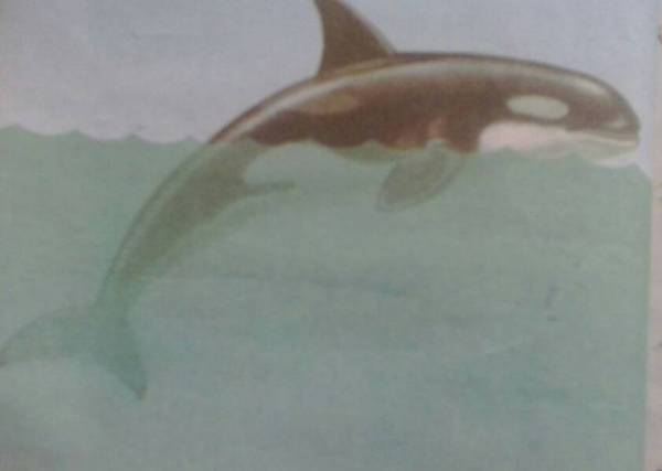 鲸鱼的自述200字作文，鲸的自述450字