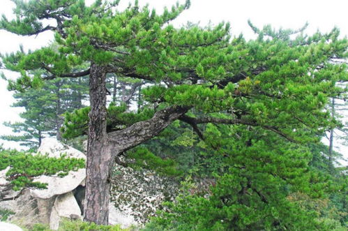 云松盆景图片，云松间项目