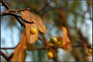 秋天的果实图片可打印，秋天的果实图片大全 手工幼儿