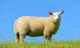 今晚一定出准确生肖，三月阳春猜一肖