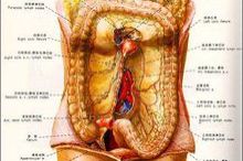 乙状结肠冗长的意思是什么，冗长的意思是什么?