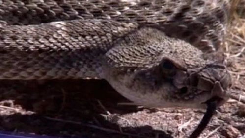 昼伏夜出的动物 有哪些动物是昼伏夜出的