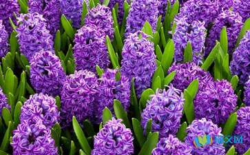 风信子_写物的作文500字