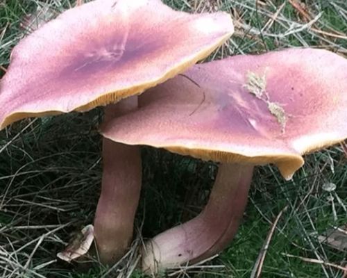 丹芝林抑菌膏，丹芝林抑菌膏功效与作用