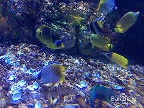 厦门海底世界值得去吗，厦门海底世界旅游攻略