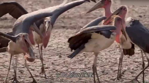 鹳鸟窠的拼音，鹳鸟读后感