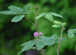 含羞草的特点和秘密介绍