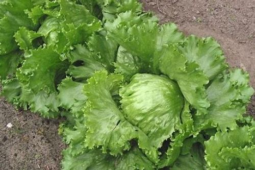 生菜lettuce怎么读，Lettuce怎么读音发音