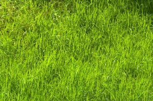 青青的什么绿绿的什么，弯弯的什么