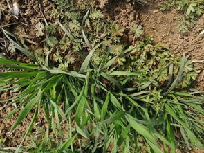 长草娃娃，长草书