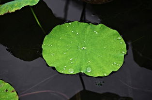 浮萍是什么意思，浮萍一道开的上一句是什么古诗