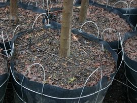 腐殖质是如何形成的，腐殖质层